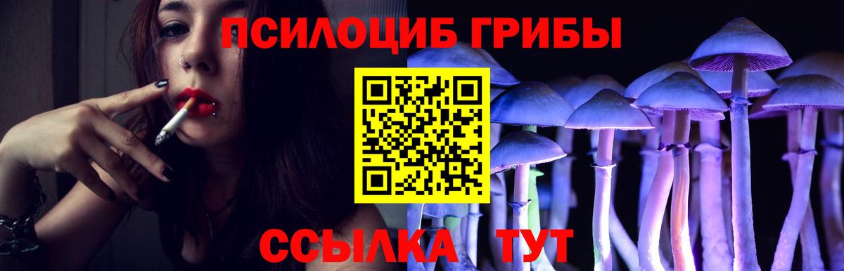 Галлюциногенные грибы Psilocybe  цены наркотик  Киселёвск  Вход с VPN  Псилоцибиновые грибы мицелий 
